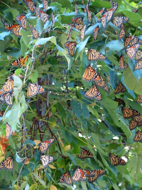 Monarch Fall Roost